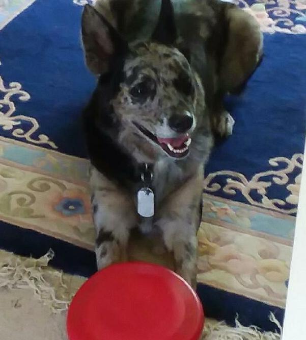 Ruger